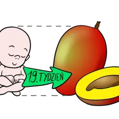 19 tydzień ciąży - na jakiej wysokości jest dziecko i co to oznacza?