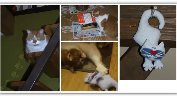 Inspiracja do tego, jak uszyć kota przytulankę: koty bawią się z zabawką, a obok wisi gotowa przytulanka.